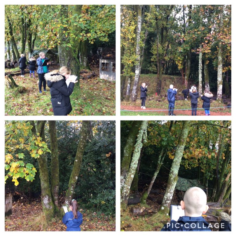 P5/6 Studying their favourite tree.