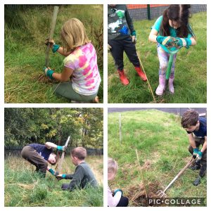 Tree planting