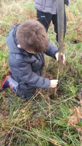 Tree planting